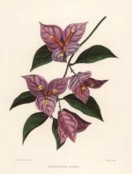 Kleine Bougainvillea oder Papierblume, Bougainvillea glabra